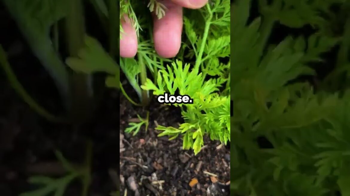 My carrots have a problem...