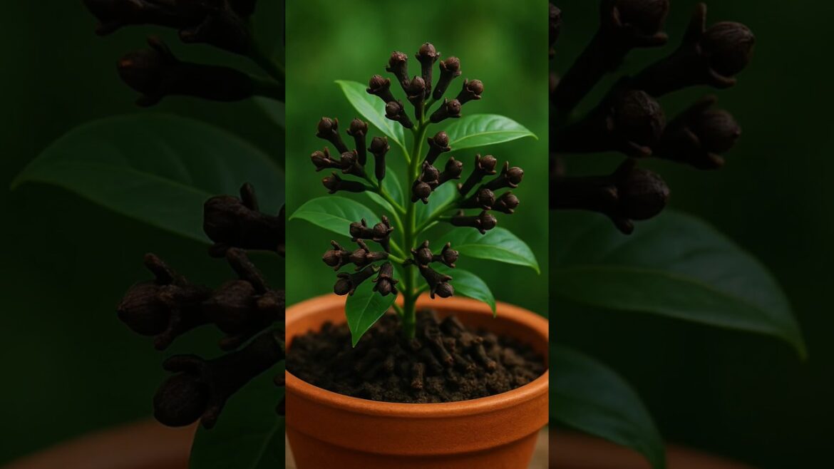 How to Grow Cloves at Home GardeningTips #Cloves #HomeGarden #foryou  #PotGardening #fyp #shorts