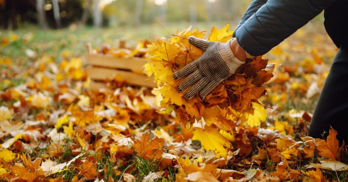 ‘Genius’ gardening trick costs just 11p and clears autumn leaves in no time Ipso logo