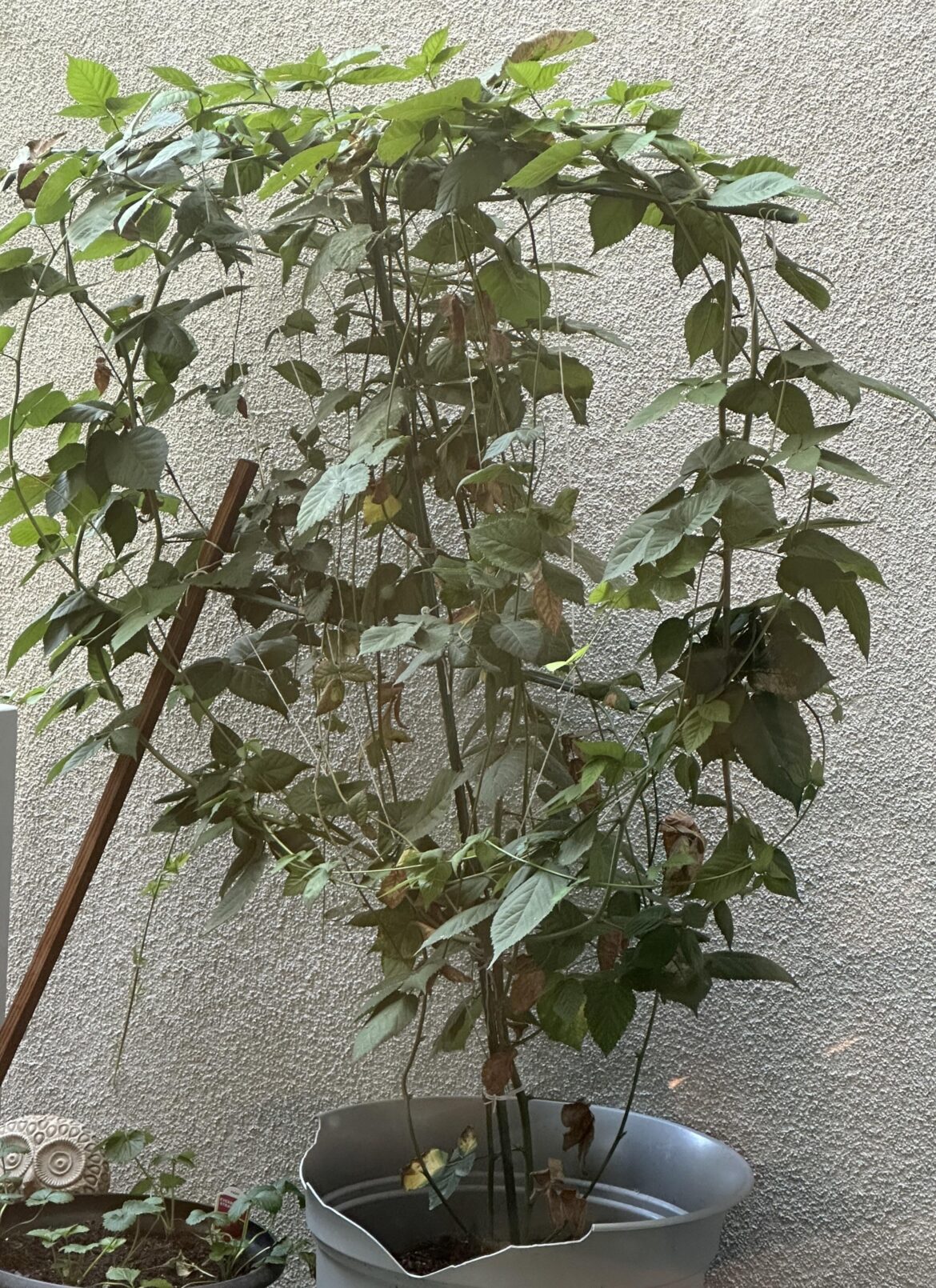 Chester blackberry plant not flowering