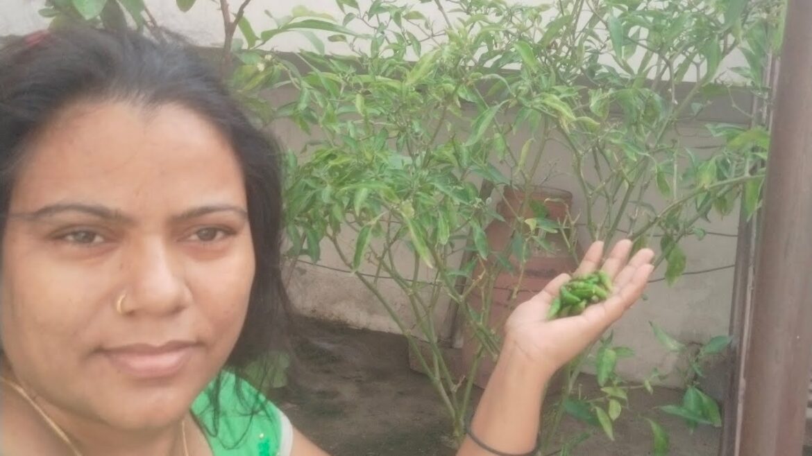 #आपके #मिर्ची के #पौधे पर #मिर्ची नहीं रख रही है तो क्या डालें देखिए#Sunita terrace garden is live #आपके #मिर्ची के #पौधे पर #मिर्ची नहीं रख रही है तो क्या डालें देखिए#Sunita terrace garden is live