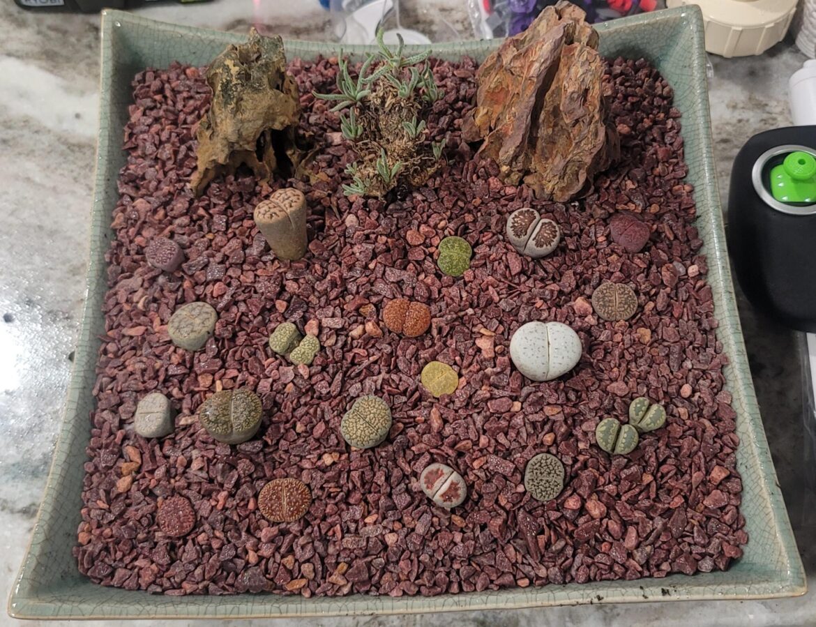 New Lithops Gardener / Garden