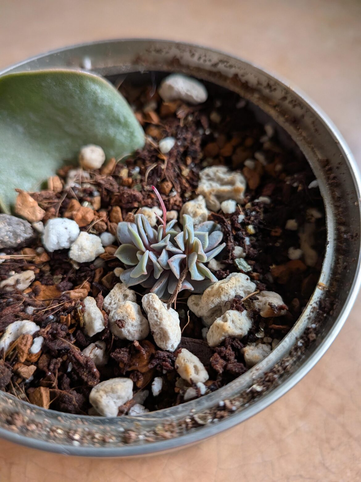 Echeveria PVN leaf found on ground outside superstore