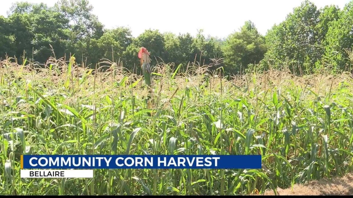 Ohio community garden hosts first corn harvest at Harvest Place Ohio community garden hosts first corn harvest at Harvest Place