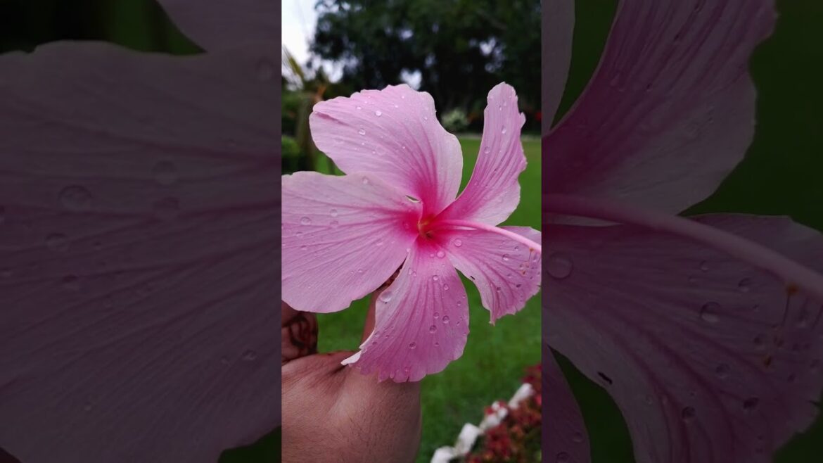 Beautiful Flower Gardening Ideas | Easy Plant Care Tips for Home Garden.#FlowerGardening #PlantCare