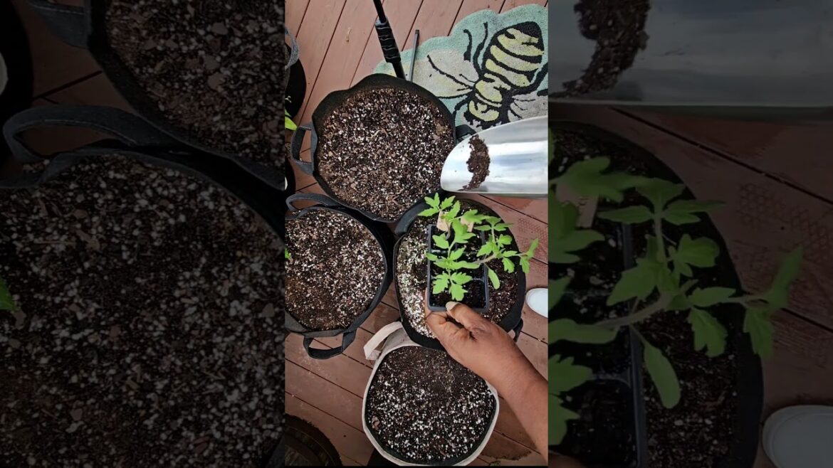 Tomatoes and Broccoli for a Fall Harvest Zone 7 #containergardening  #gardening #shorts