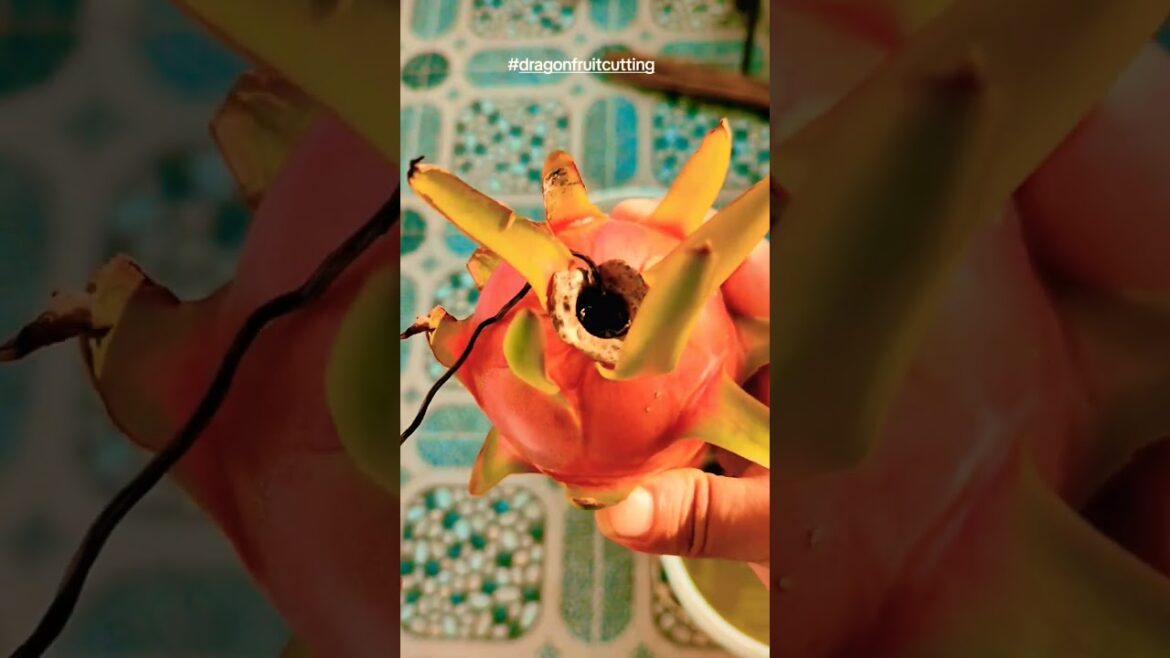 Dragon fruit (also called pitaya or pitahaya) is a tropical fruit that comes from a type of cactus ? Dragon fruit (also called pitaya or pitahaya) is a tropical fruit that comes from a type of cactus ?