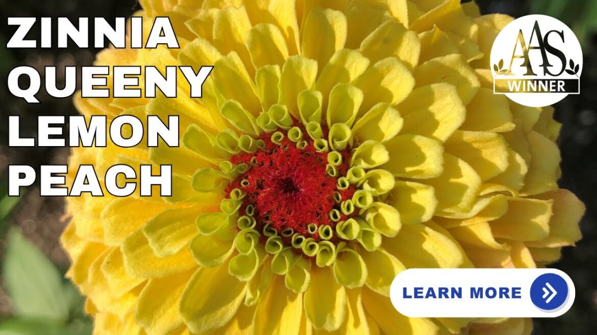 All-America Selections Flowers & Vegetables: 🌿 Zinnia Queeny Lemon Peach | Award-Winning Garden Favorite Garden Tips #aaswinner #gardening 🌿 Zinnia Queeny Lemon Peach | Award-Winning Garden Favorite Garden Tips #aaswinner #gardening