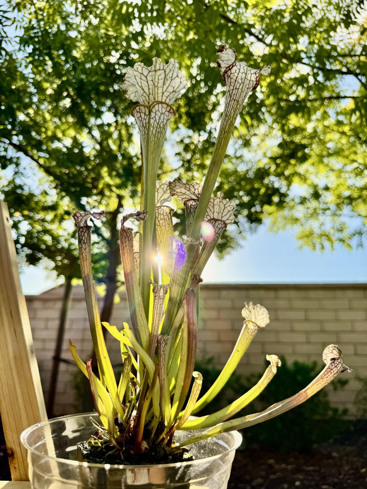 My first Sarracenia 😍