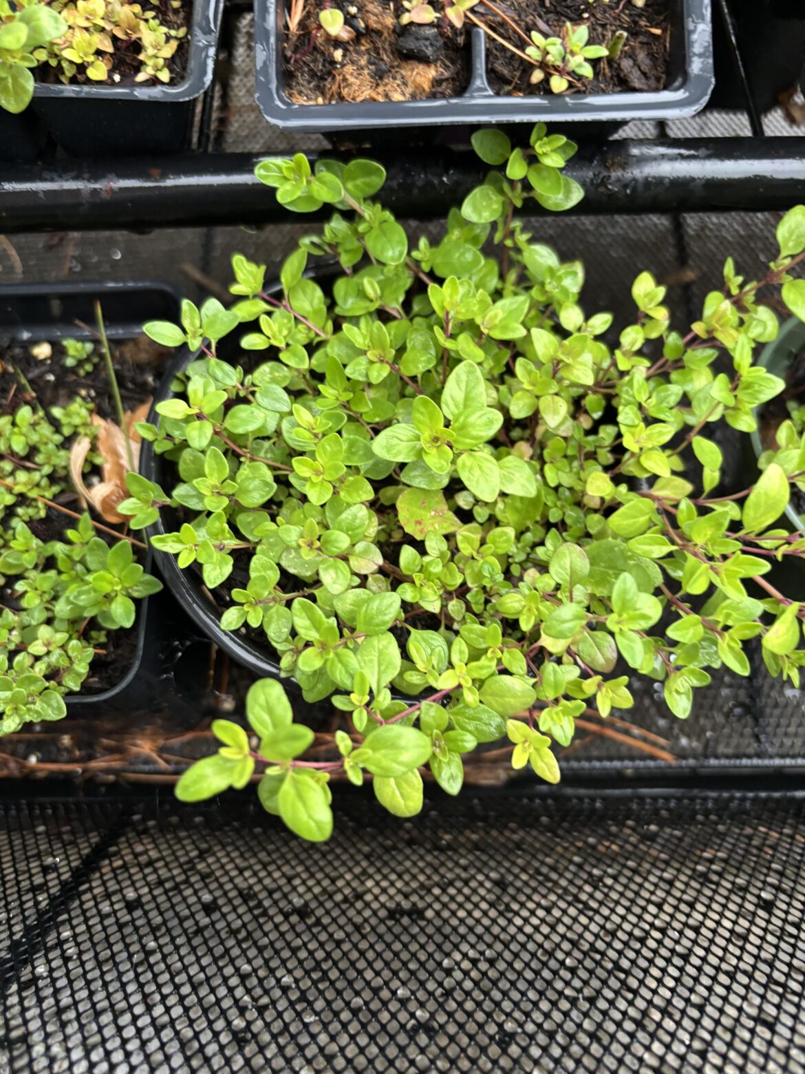Is this Red Creeping Thyme