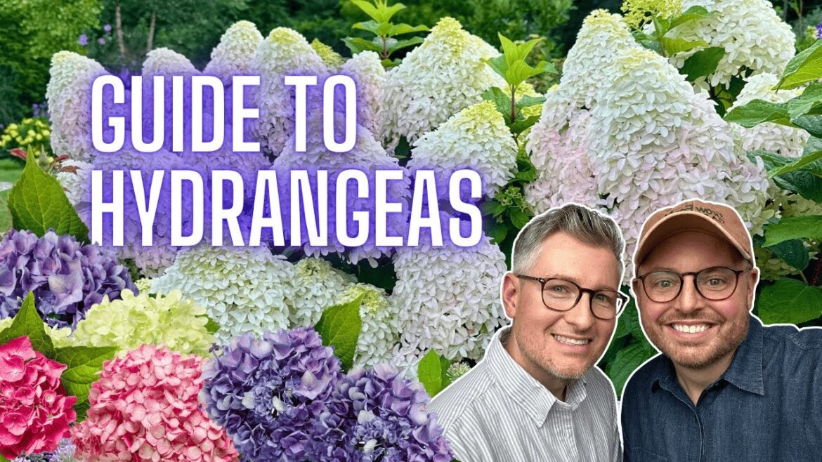 The Complete Hydrangea Guide 🌿 Best Varieties + Growing Tips | Grow For Me Gardening