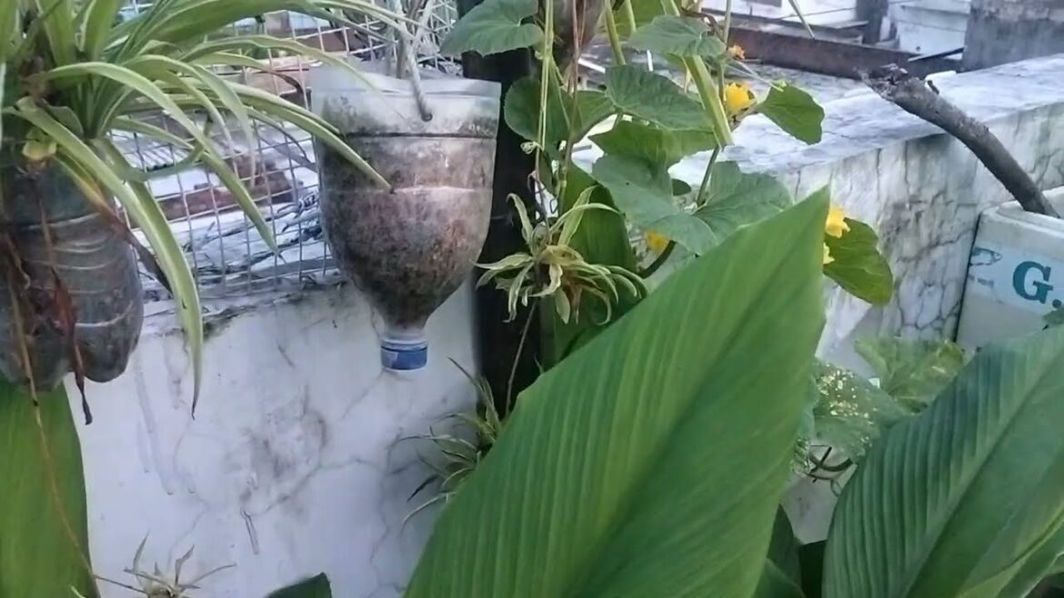 देखिए पता नहीं क्या हो गया पूरी साल कड़ी मिल रही है छत से और भी डॉन सब्जियां है how to grow garden