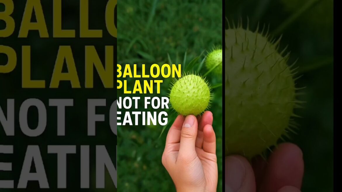 This Fruit Looks Fun but is Toxic! This Fruit Looks Fun but is Toxic!