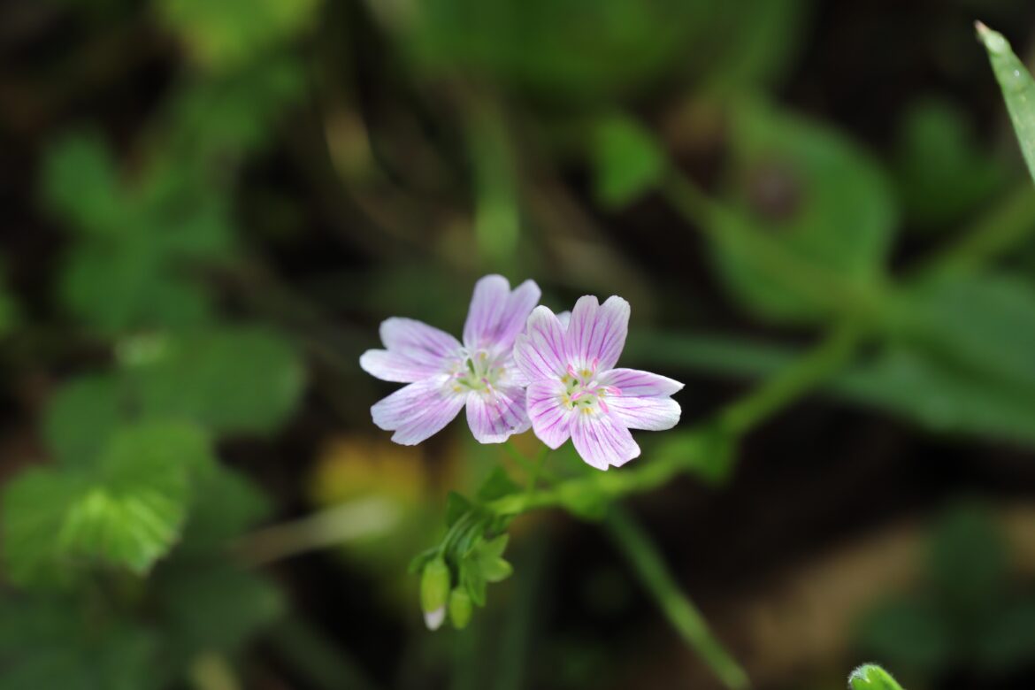 Candy Flower (Claytonia sibirica), Muddy Hollow Trail, Point Reyes National Seashore, California [OC]