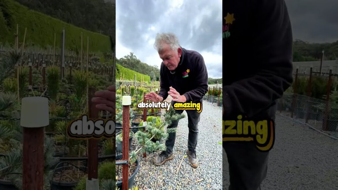 The Kotobuki Pine is What Your Japanese Style Garden Needs.