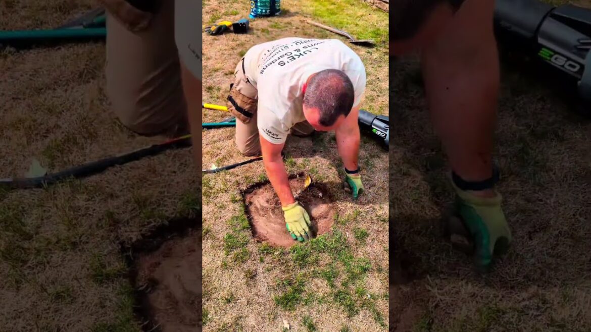 Best Bits of August gardening #shorts #garden