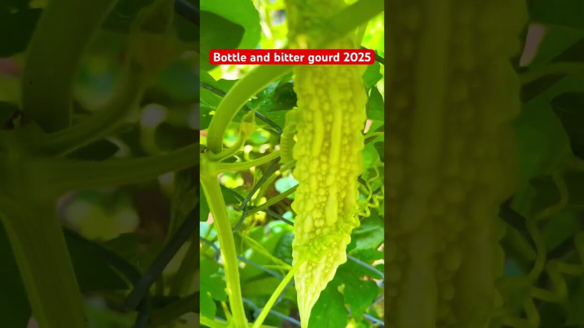 Bottle and bitter gourd 2025 #garden #bittergourd #containergardening #plants #ediblegardening Bottle and bitter gourd 2025 #garden #bittergourd #containergardening #plants #ediblegardening