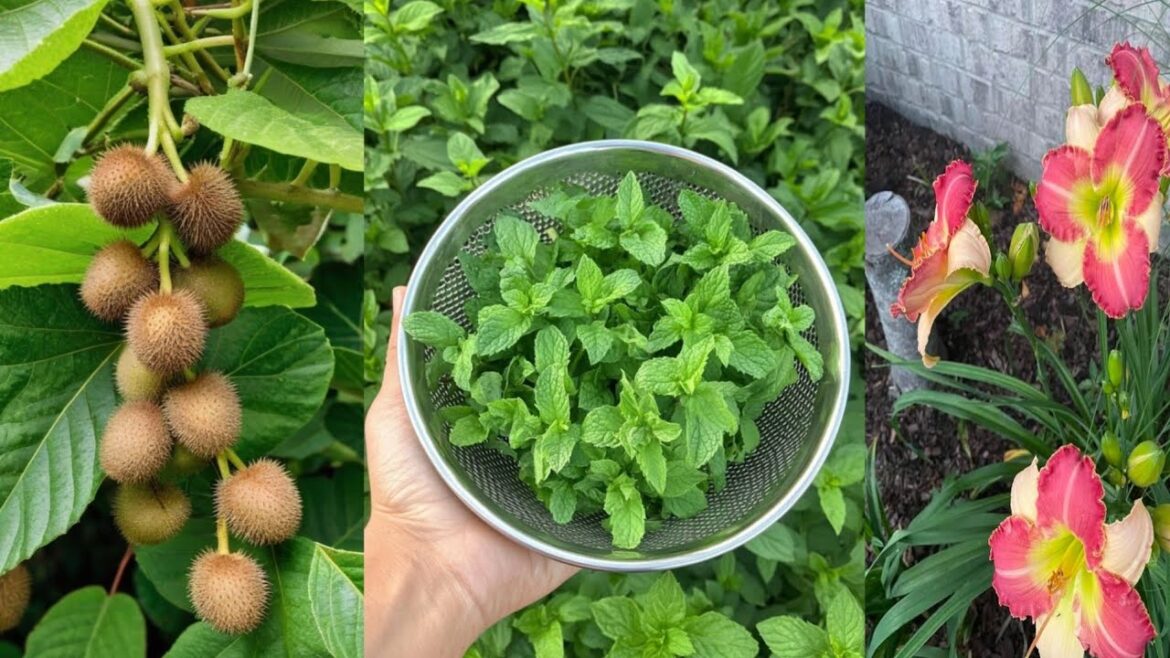 Edible Perennials: 14 Plants You’ll be Thankful for year after year Edible Perennials: 14 Plants You'll be Thankful for year after year