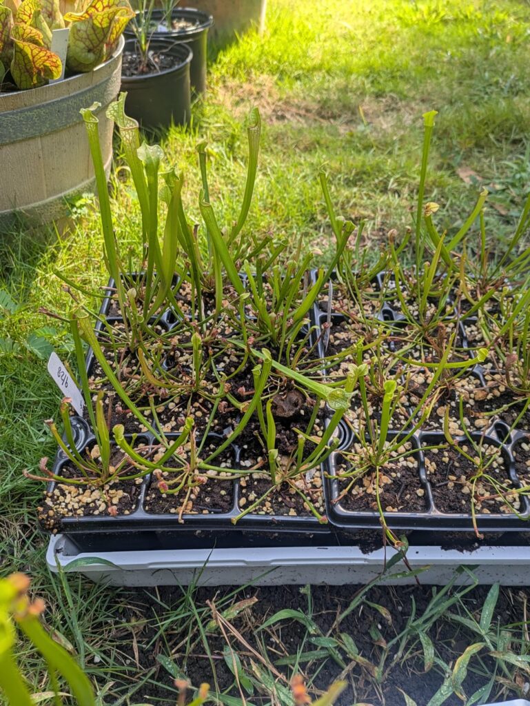 Tenant in my savage garden