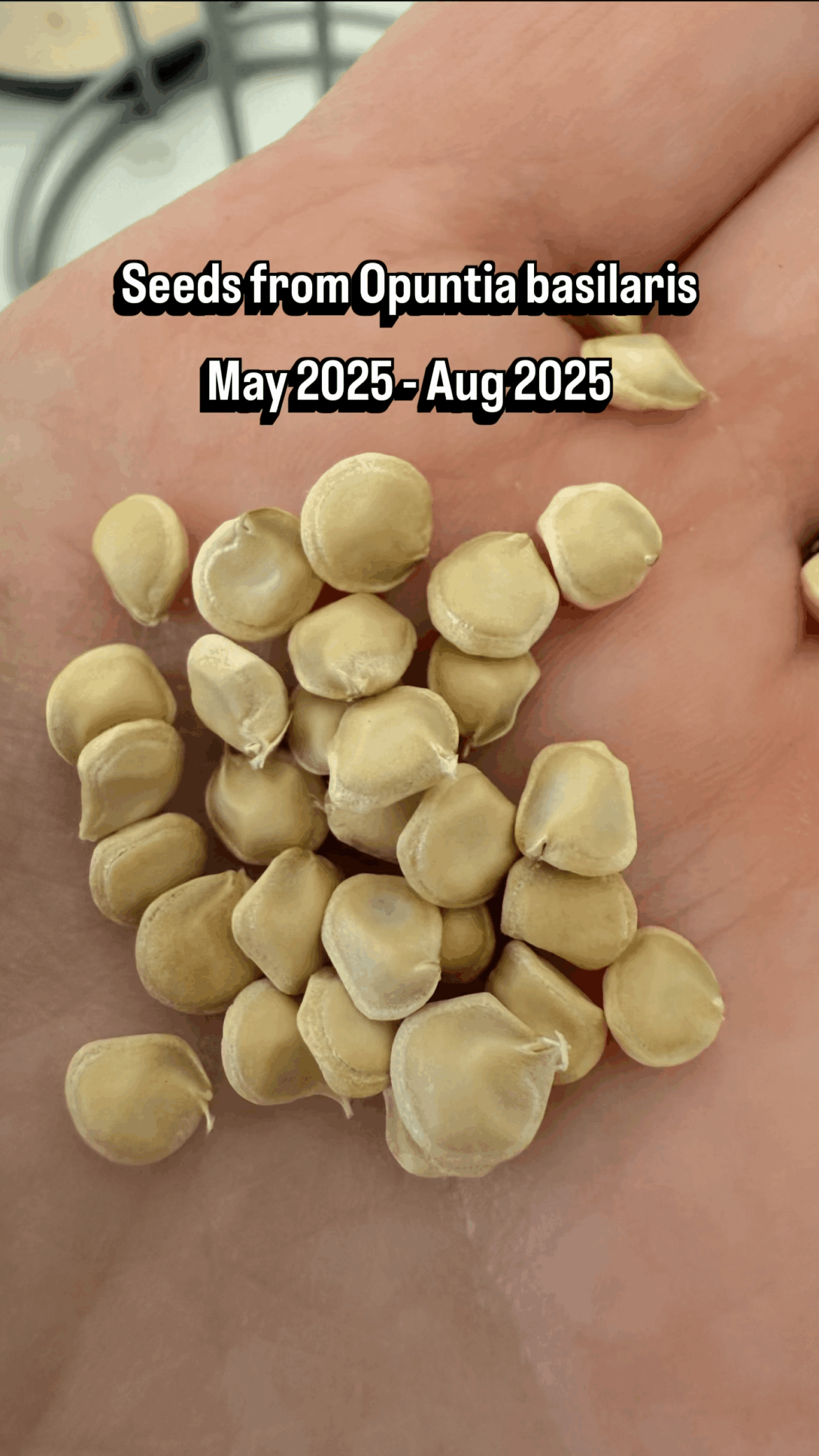 Opuntia basilaris seed germination from May to August