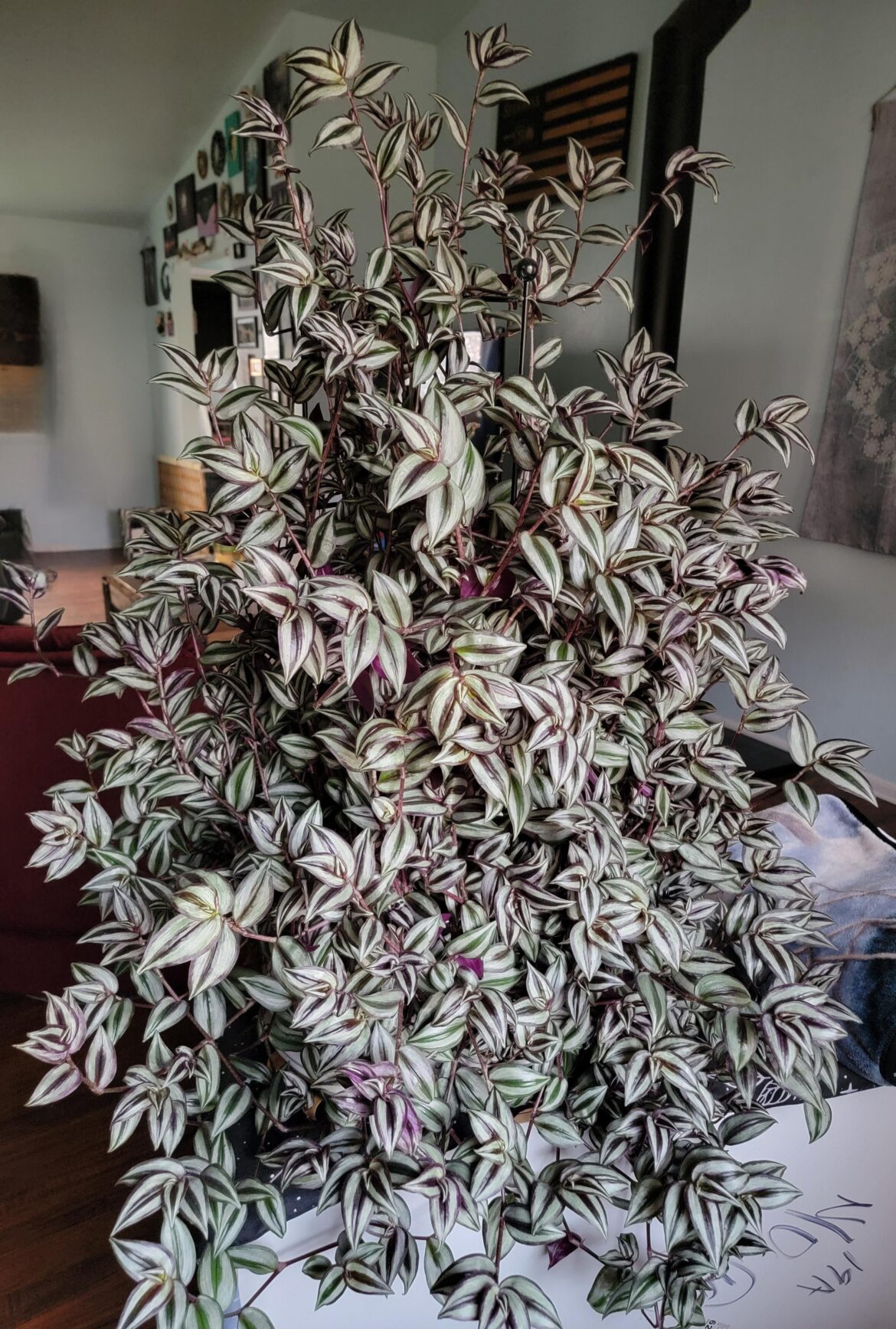 My enormous wandering dude. My enormous wandering dude.