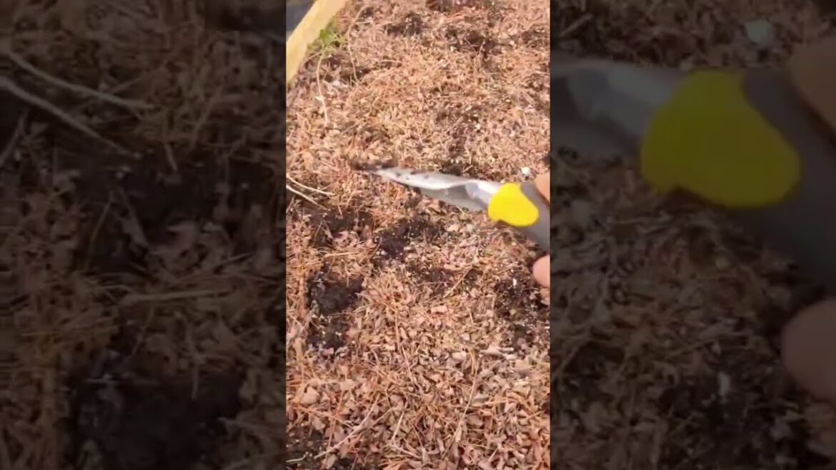 Preparing Garden Beds for Spring Planting |Simple & Easy | #raisedbed #garden #viral #gardening Preparing Garden Beds for Spring Planting |Simple & Easy | #raisedbed #garden #viral #gardening