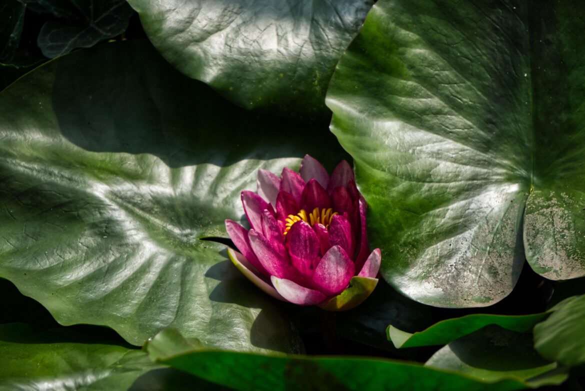 Shining water lily(Nymphaea candida C.Presl)[OC]
