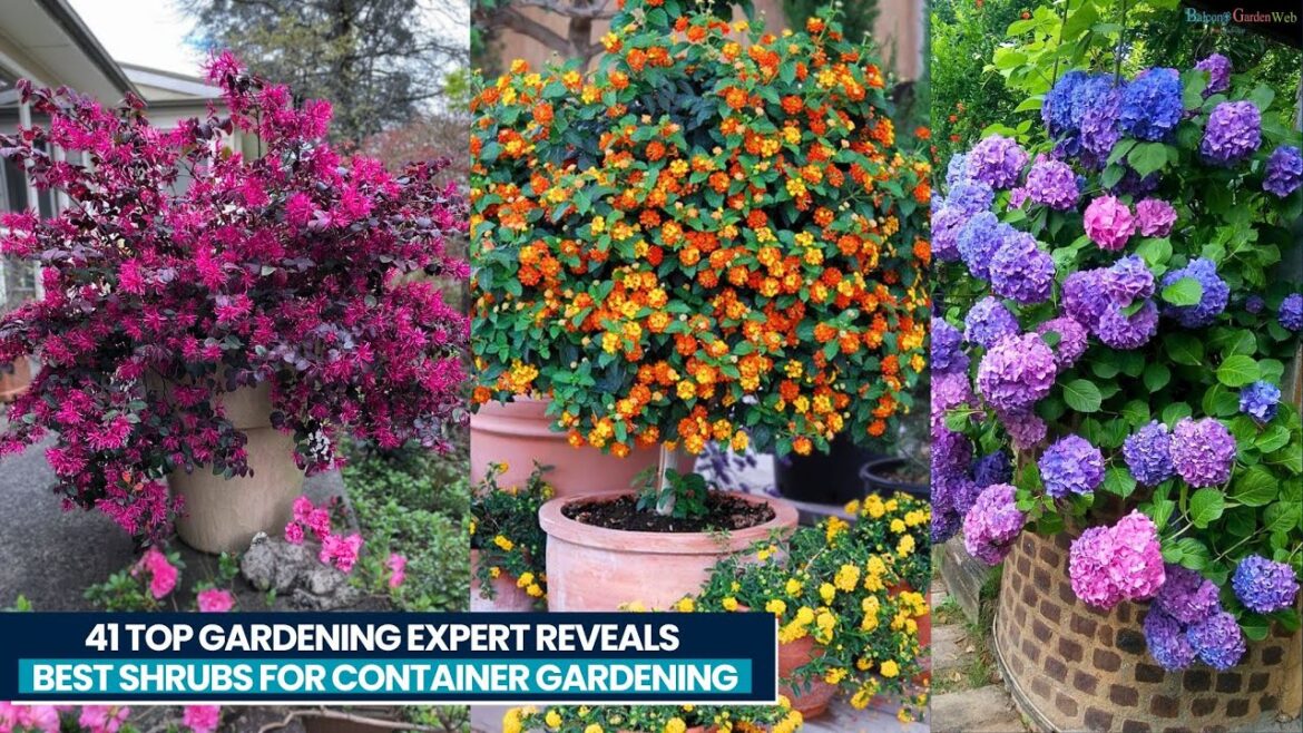 41 Best Shrubs for Containers | Best Container Gardening Plants 41 Best Shrubs for Containers | Best Container Gardening Plants