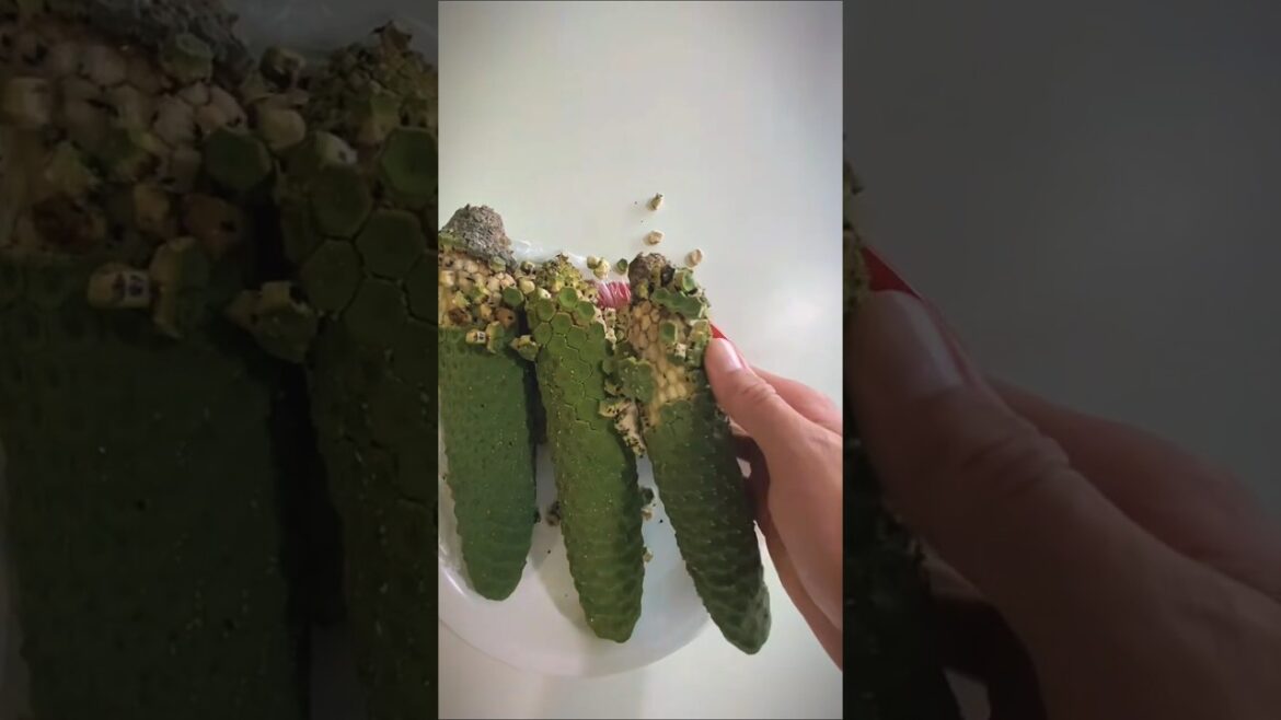 MONSTERA Fruit Secrets That Will Shock You!