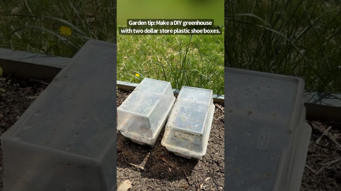 DIY mini greenhouse with dollar store boxes #garden #lifehacks #tips #easy #gardening #gardeningtips