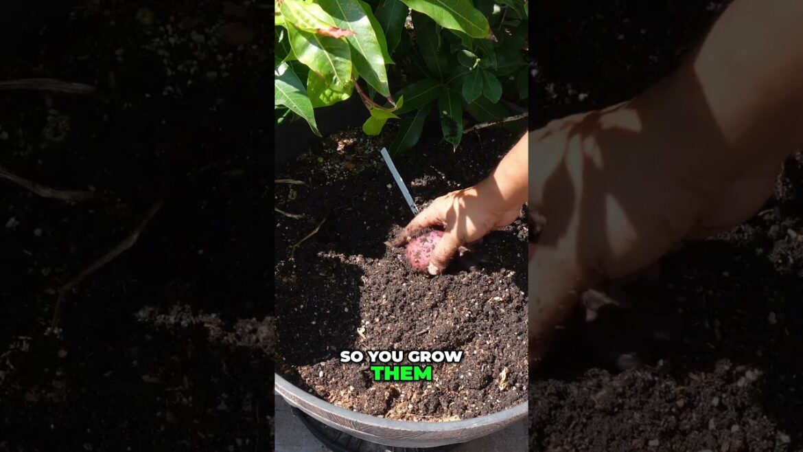 Harvesting Purple Potatoes 🥔 | Growing Guide & Tips for a Healthy Garden! 🌱