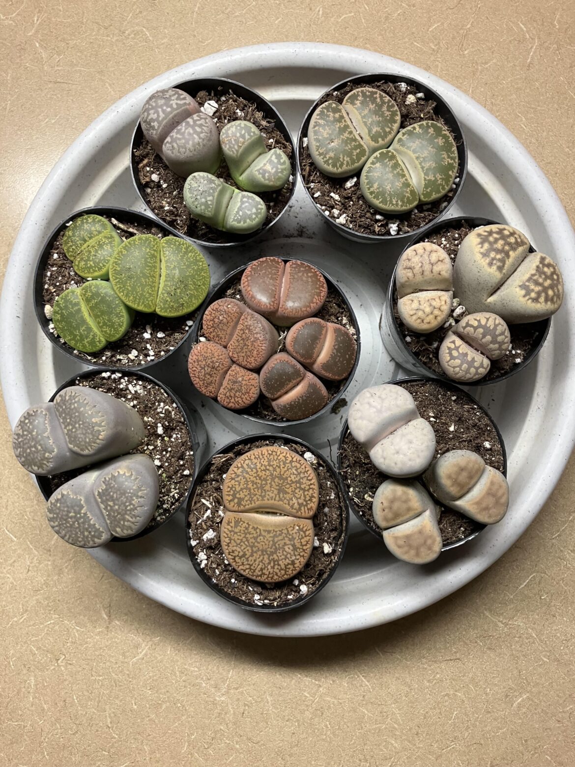 Best Lithops deal ever!