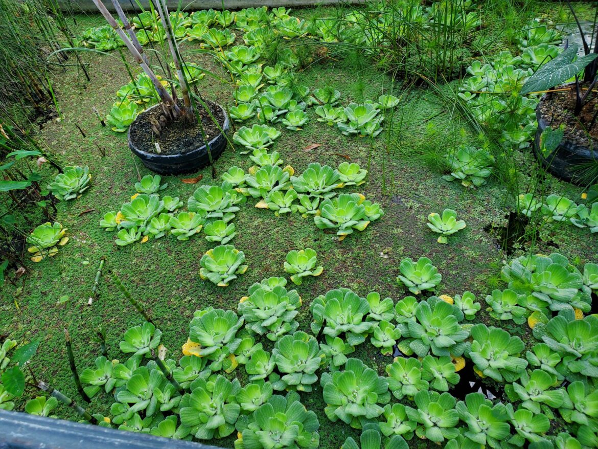 Pistia stratiotes / water lettuce