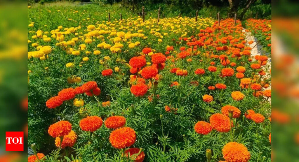 In full bloom: ‘Poovili’ fetches 45cr for farmers this Onam | Thiruvananthapuram News