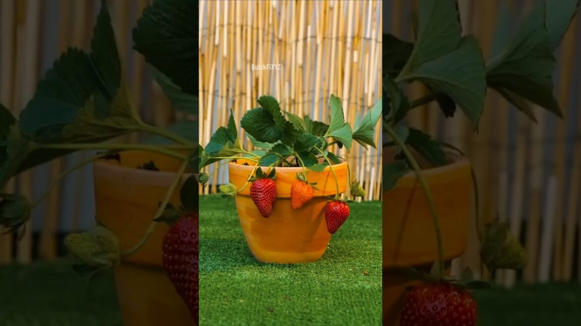 200 Year Old Gardening Secret That Will Transform Your Garden! #gardeningtips #planthack #shorts 200 Year Old Gardening Secret That Will Transform Your Garden! #gardeningtips #planthack #shorts