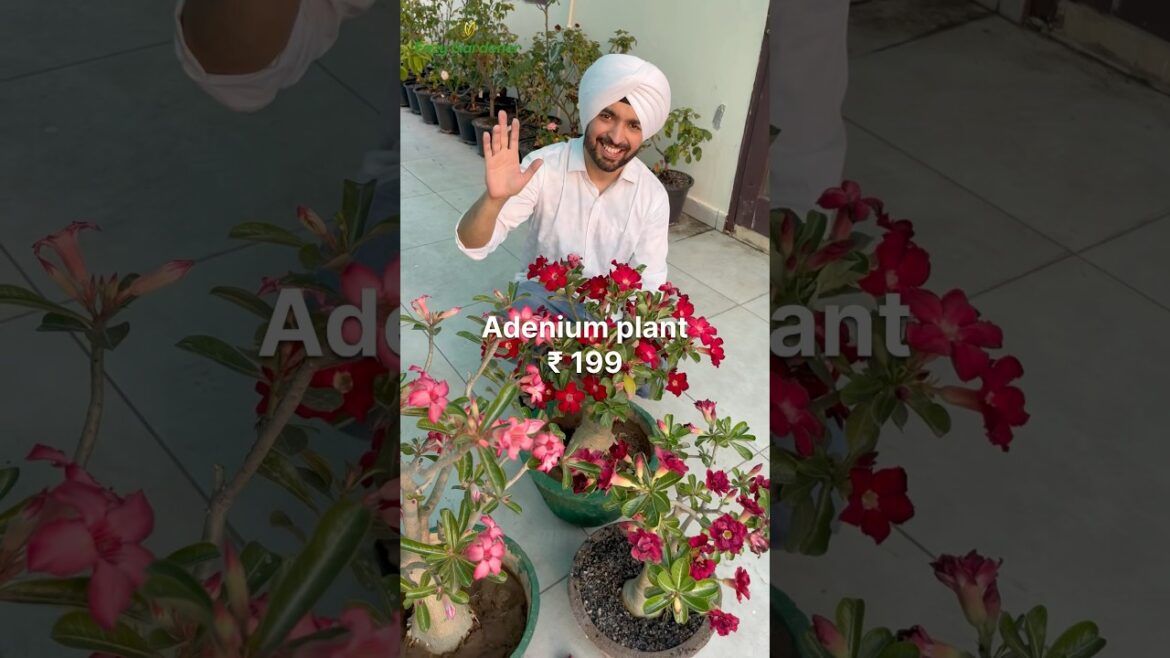 Shop Young Adenium Plant Online Shop Young Adenium Plant Online