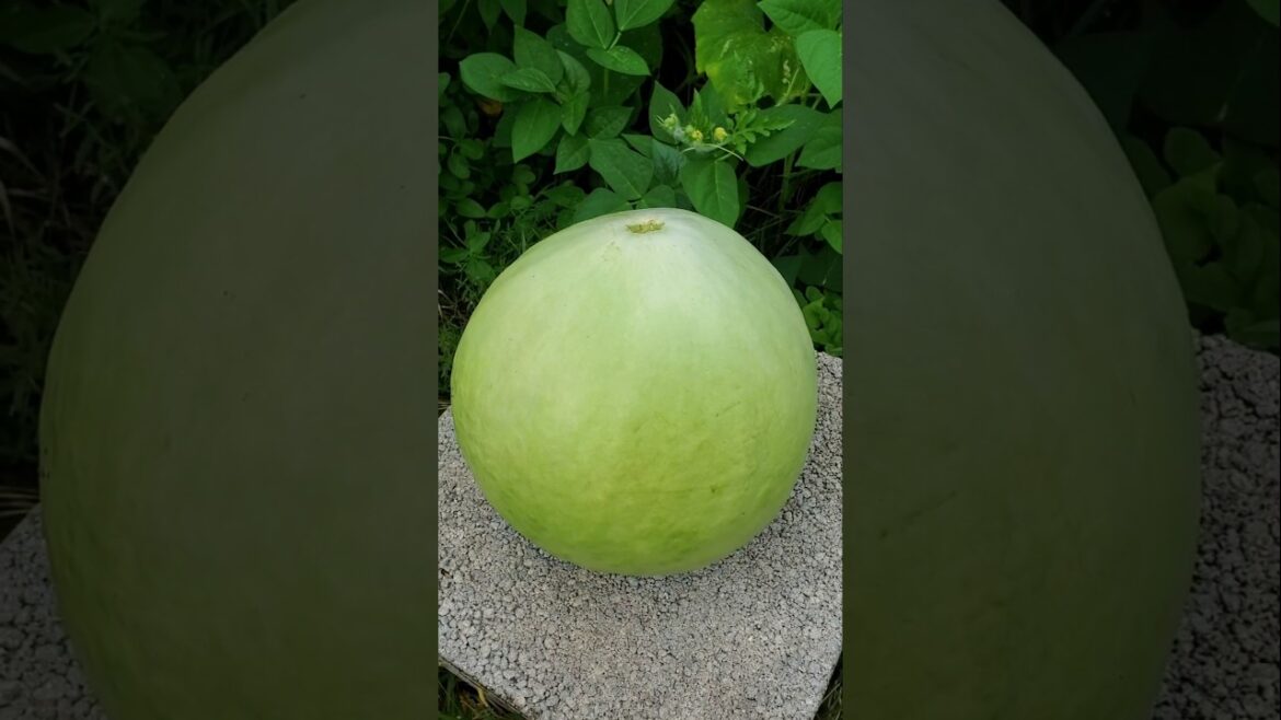 African Drum Gourd Harvest 🌿Tastes Like Summer Squash #beyondorganic #gardening #farmer #harvesting