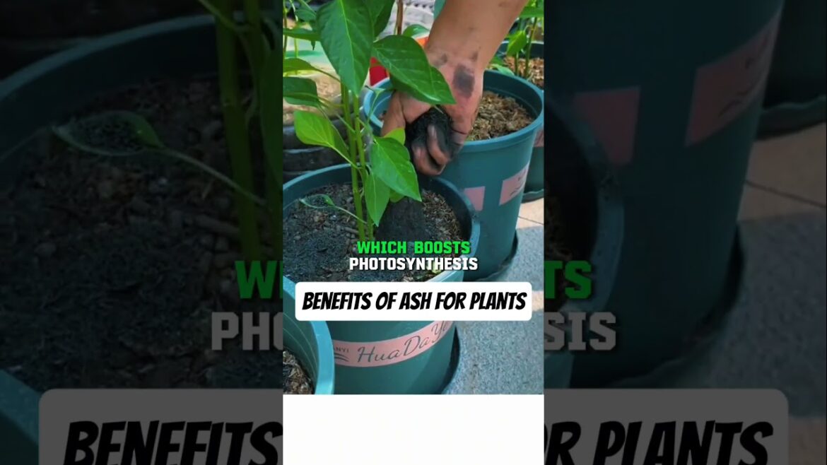Wood Ash: The Secret Organic Fertilizer and Pest Repellent #shorts #gardeningtips #organicfarming Wood Ash: The Secret Organic Fertilizer and Pest Repellent #shorts #gardeningtips #organicfarming