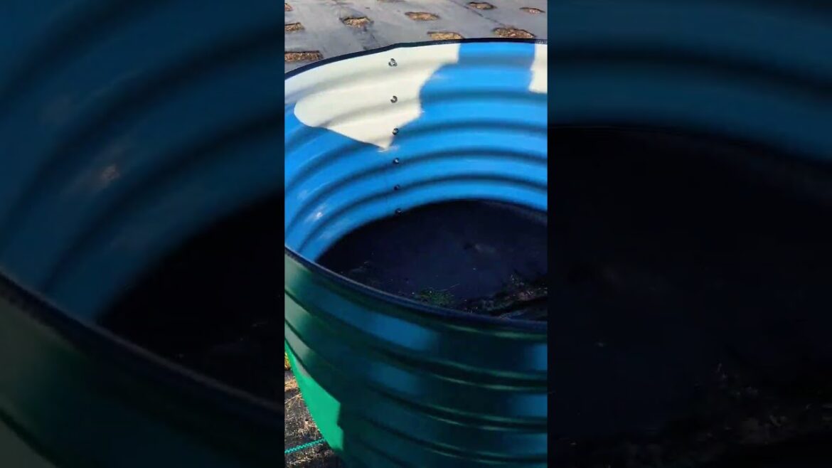 Vego Berry Garden Twin Pack - Quick Review! #sustainabilityyourway #raisedgardenbed #vegogarden