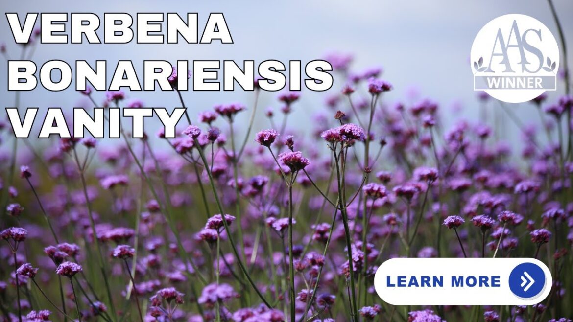 Growing Verbena Vanity | Tips for Home Gardeners 🌿✨#aaswinner #gardening