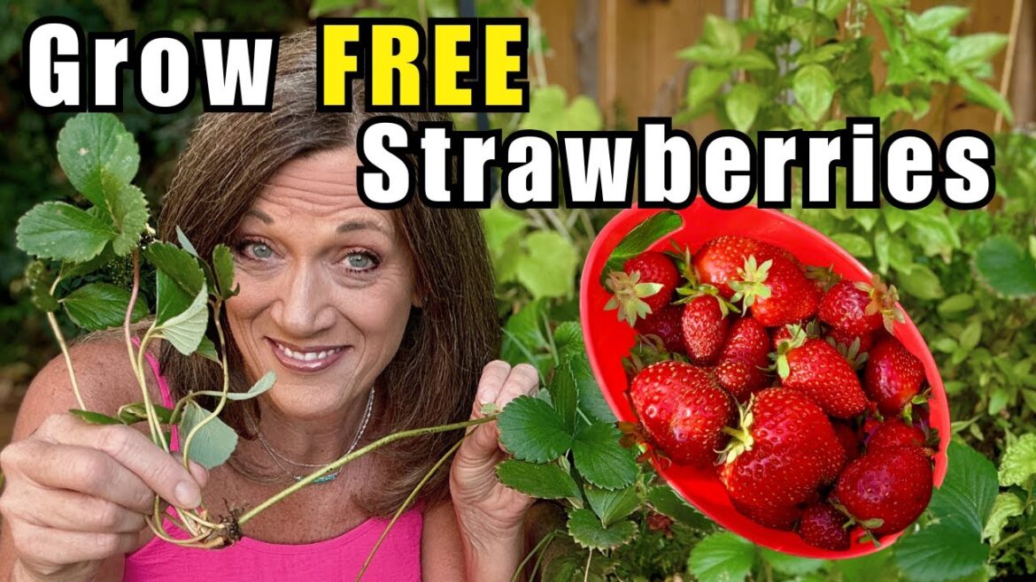 CaliKim: Root Strawberry Runners NOW—Don’t Lose Them Before Winter (Free Plants!) Root Strawberry Runners NOW—Don’t Lose Them Before Winter (Free Plants!)