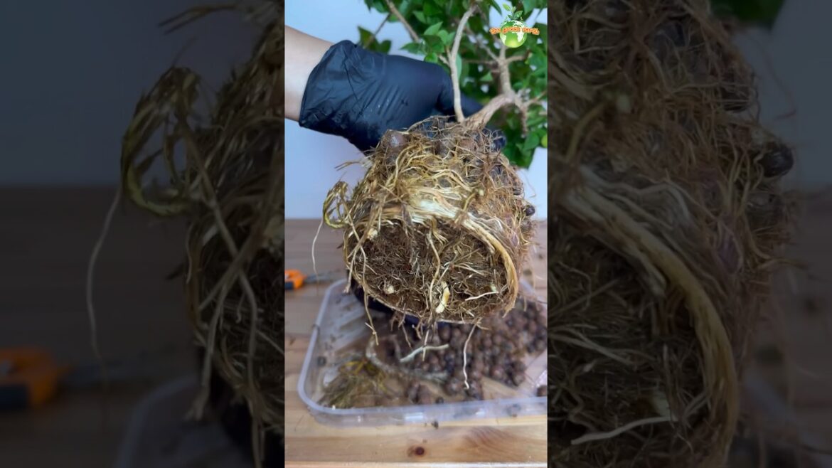 Bougainvillea Plant Repotting #thegreenearth #bougainvillea #plants