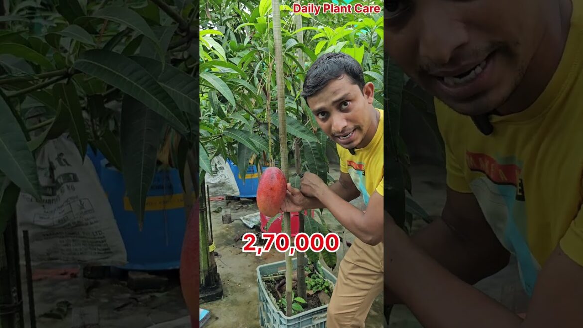 Miyazaki Mango #mostexpensivemango#trending#fruit#mangovarieties#mangoplant#shorts#eggofsun#270000 Miyazaki Mango #mostexpensivemango#trending#fruit#mangovarieties#mangoplant#shorts#eggofsun#270000
