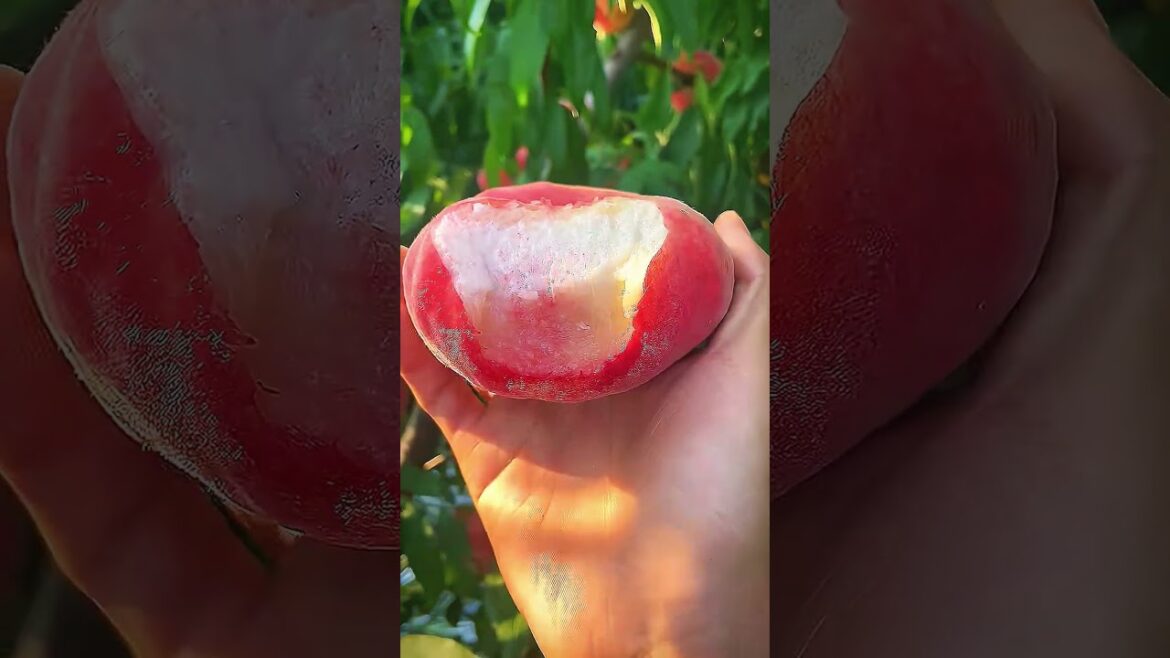 Most AMAZING Fruit Cuts You've Ever Seen?