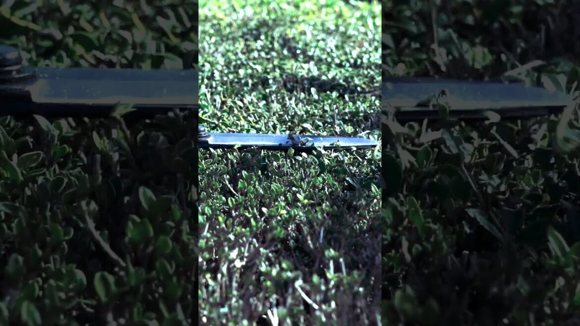 #shorts Experience Superior Sharpness with Japanese-Made Professional Shears!