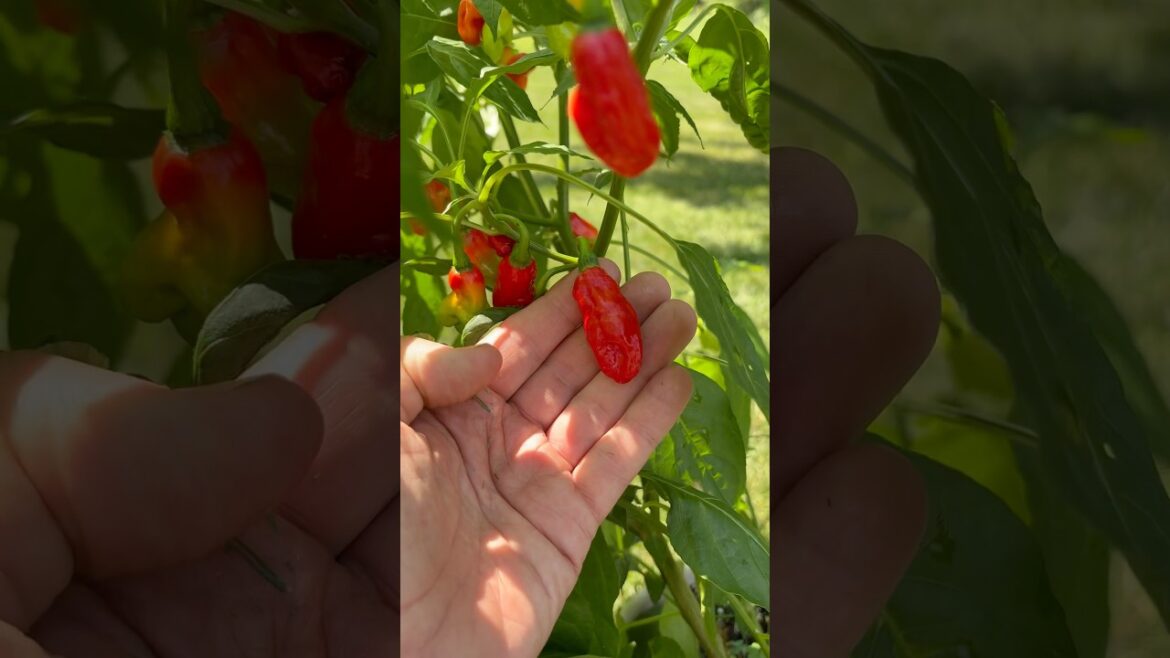 Asante Hot Pepper. Review and taste test. #vegetablegardening #gardening #hotpepper