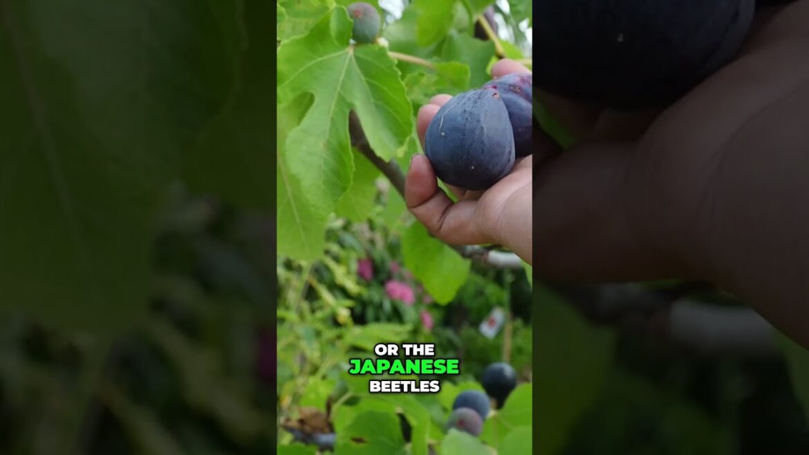 California Gardening: How to Grow Delicious Figs 🍑 | Perfect Harvest Guide for Sweet & Juicy Figs! How to Grow Delicious Figs 🍑 | Perfect Harvest Guide for Sweet & Juicy Figs!
