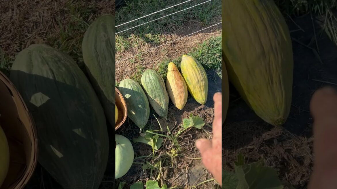 Best Melon Year, Last Harvest 🍉🍈 #watermelon #melon #gardening