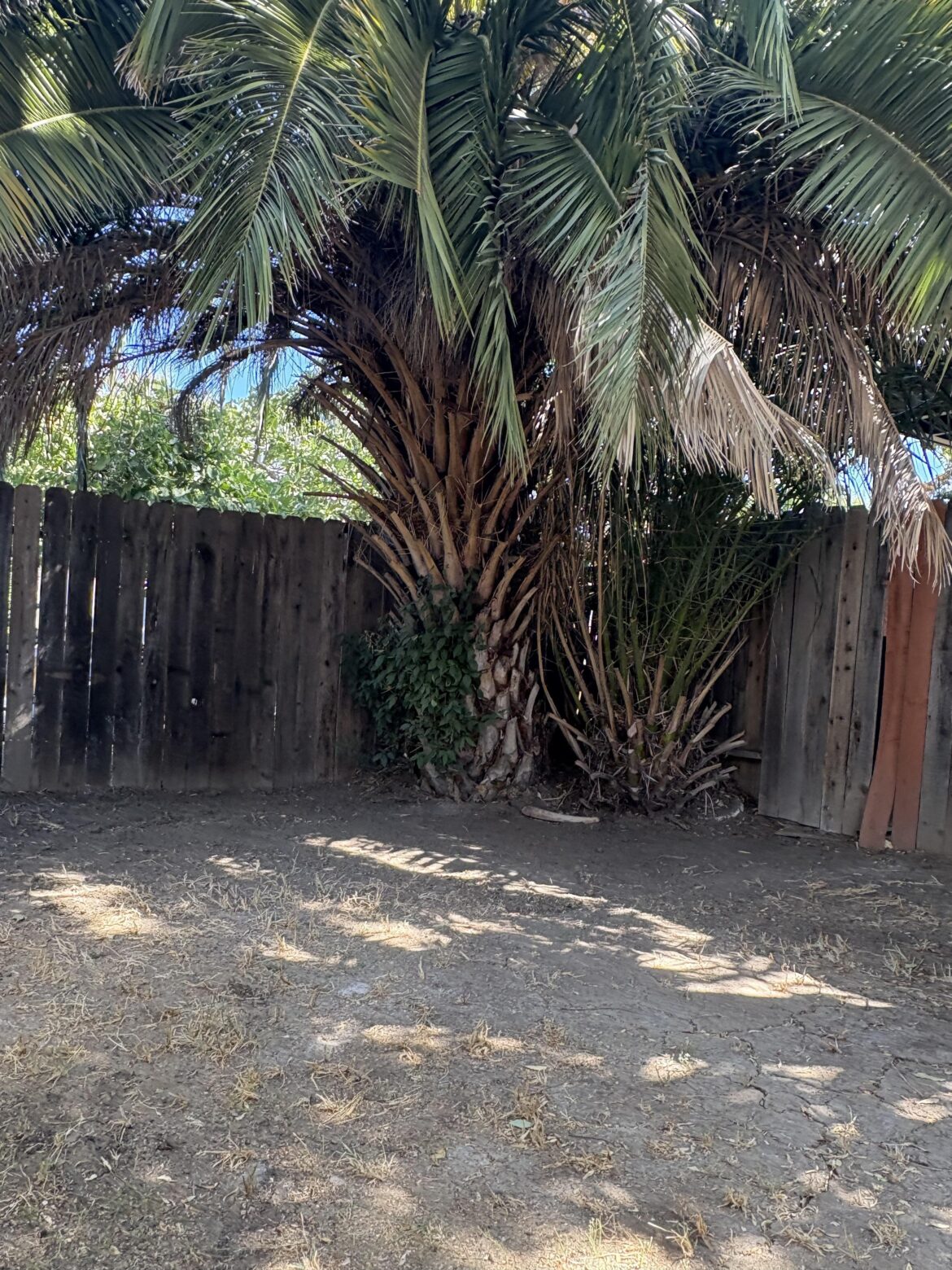 Landscaping fabric over dirt & dead grass?
