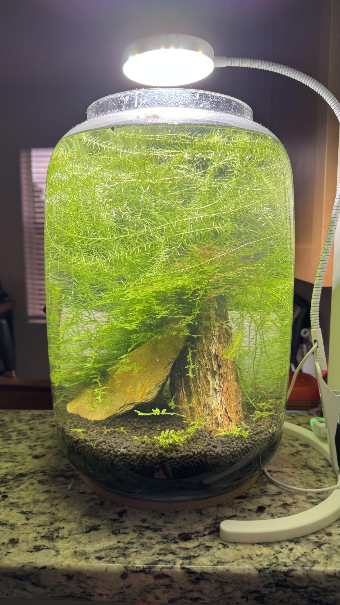 My attempt at an aesthetic jarrarium My attempt at an aesthetic jarrarium